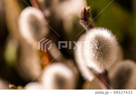 Willow shoots with on the branches, fluffy willow flowers. Palm Sunday. Selective focus. Easter concept, natural awakening in the spring. 99527415