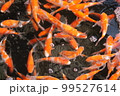 鯉 99527614