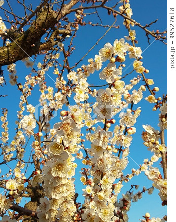 白梅満開。新しい季節へ向けて。 白梅満開。新しい季節へ向けて。 99527618