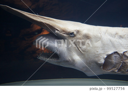 ミツクリザメの標本の展示 Goblin shark Mitsukurina owstoni ミツクリザメの標本の展示 Goblin shark Mitsukurina owstoni 99527756