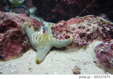 ヒトデの展示 starfish Asteroidea ヒトデの展示 starfish Asteroidea 99527975