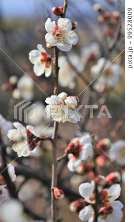 南部梅林公園・梅の花(和歌山県南部町) 南部梅林公園・梅の花(和歌山県南部町) 99528009