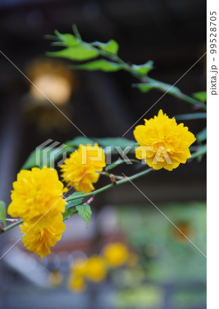 松尾大社に咲く萩の花 99528705