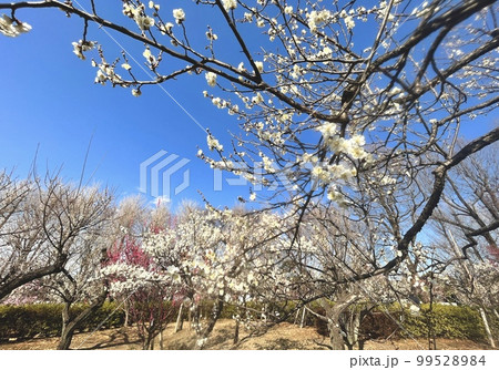 梅ヶ丘の梅 梅ヶ丘の梅 99528984