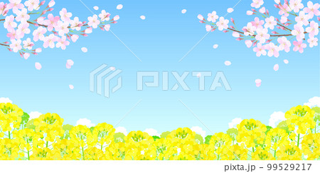 サクラと菜の花 桜 青空 99529217