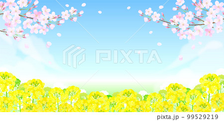 サクラと菜の花 桜 青空 99529219