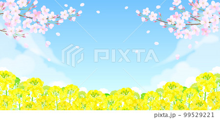 サクラと菜の花 桜 青空 99529221