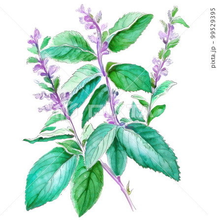 Tulsi (holy basil) traditional herbal medicine plant over white background. Generative AI watercolor illustration 99529395