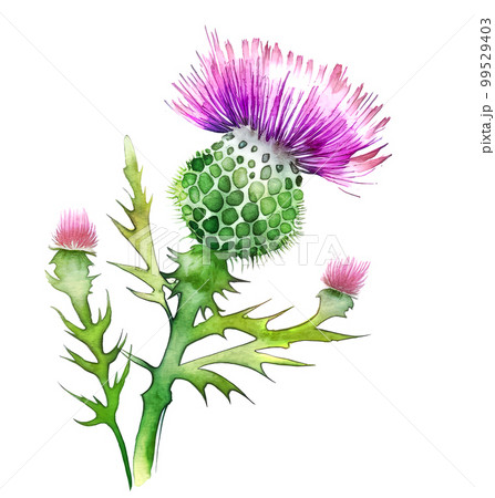 One flower of Scotch tristle over white background. Generative AI watercolor illustration 99529403