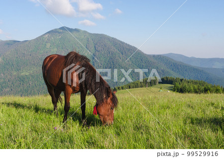 Brown horse grazing in a mountain meadow in Carpathians 99529916