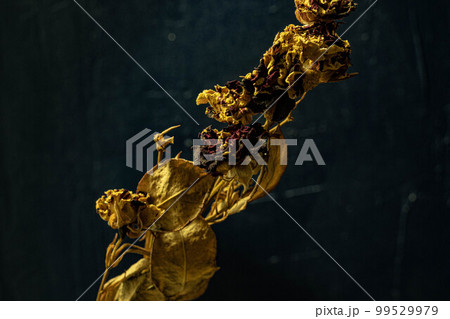 living flower no.2 living flower no.2 99529979