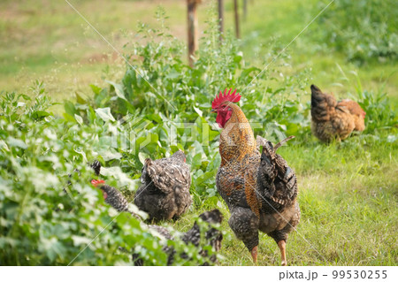 free-range chicken (鶏) 99530255