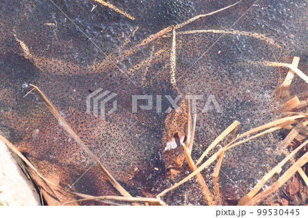 まだオタマジャクシまで時間がかかりそうな池に産み付けられたカエルの卵 まだオタマジャクシまで時間がかかりそうな池に産み付けられたカエルの卵 99530445