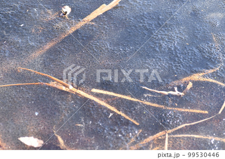 汚れのように見える池一面に産み付けられたカエルの卵 汚れのように見える池一面に産み付けられたカエルの卵 99530446