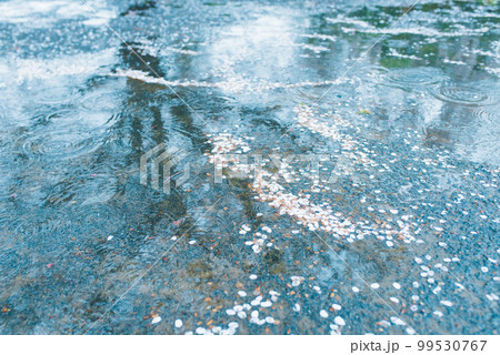 桜の季節のスナップ 99530767