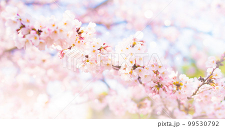 桜の季節のスナップ 桜の季節のスナップ 99530792