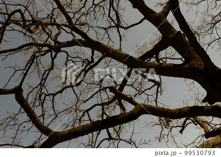 Image photo 99530793
