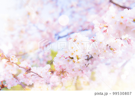 桜の季節のスナップ 99530807