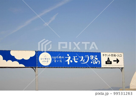 舞洲のネモフィラ祭り 99531263