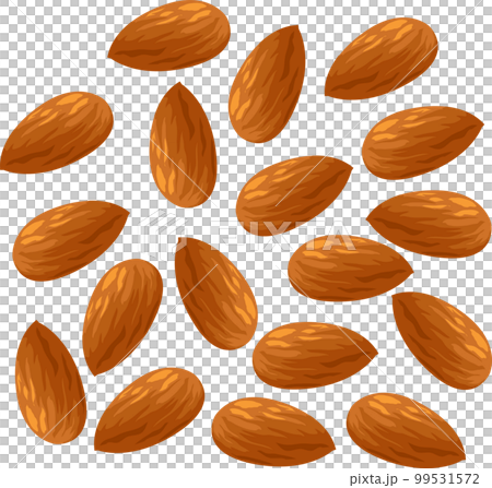 アーモンドのイラスト素材　ベクター 99531572