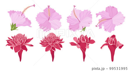 Set of colorful blooming flowers illustration. Set of colorful blooming flowers illustration. 99531995