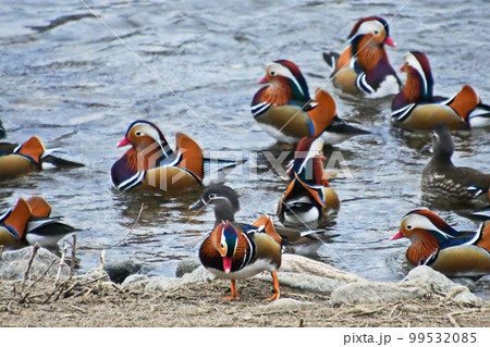 鳥取県日野町の日野川に飛来してくるオシドリ 鳥取県日野町の日野川に飛来してくるオシドリ 99532085