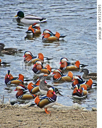 鳥取県日野町の日野川に飛来してくるオシドリ 鳥取県日野町の日野川に飛来してくるオシドリ 99532095