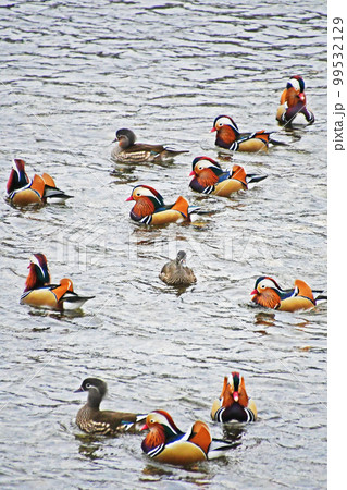 鳥取県日野町の日野川に飛来してくるオシドリ 99532129