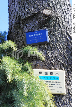 台東区の保護樹木ヒマラヤ杉(台東区谷中1丁目) 台東区の保護樹木ヒマラヤ杉(台東区谷中1丁目) 99532137
