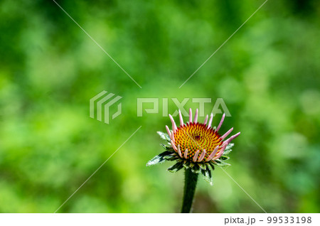 Selective focus on stunted purple coneflower against a green spring backdrop Selective focus on stunted purple coneflower against a green spring backdrop 99533198