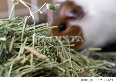 Timothy hay pile in a cage with a blurred guinea pig eating in the background. Timothy hay pile in a cage with a blurred guinea pig eating in the background. 99533324