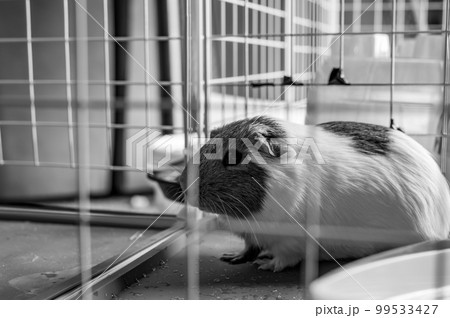 American cavy guinea pig behind a wire mesh cage watching the camera 99533427