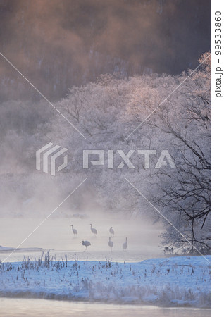 朝日に染まる樹氷に包まれたタンチョウのねぐら（北海道・鶴居） 99533860