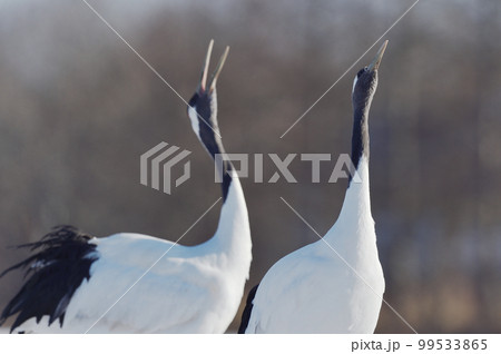 タンチョウの鳴き交わし(北海道) タンチョウの鳴き交わし(北海道) 99533865