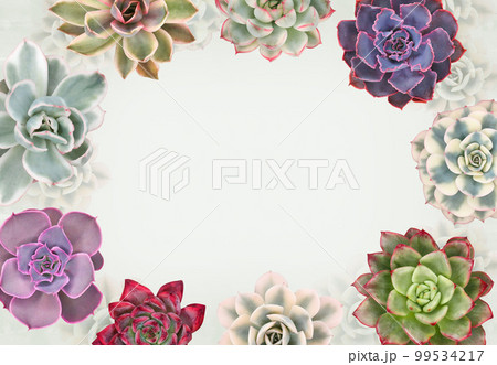 Frame of colorful succulents, free space for textのイラスト素材 [99534217] - PIXTA