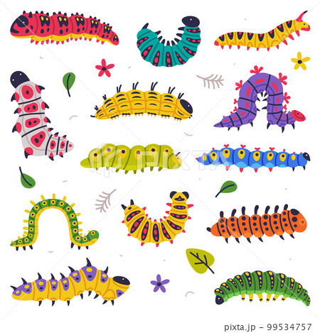 Bright Caterpillars as Larval Stage of Insect Crawling and Creeping Vector Set 99534757
