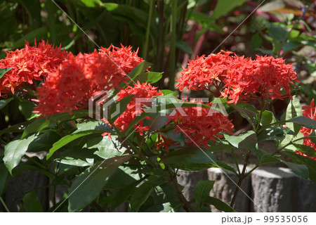 イソクラ・コッキネア 99535056