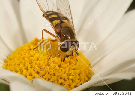 Closeup of a Migrant hoverfly, Eupeodes corollae, on a white pretty daisy flower in the garden Closeup of a Migrant hoverfly, Eupeodes corollae, on a white pretty daisy flower in the garden 99535942