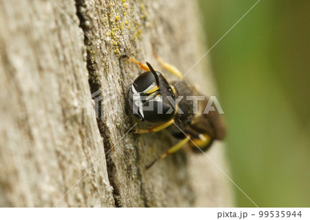Facial closeup on a black and yellow square headed Ectemnius wasp sitting on wood Facial closeup on a black and yellow square headed Ectemnius wasp sitting on wood 99535944