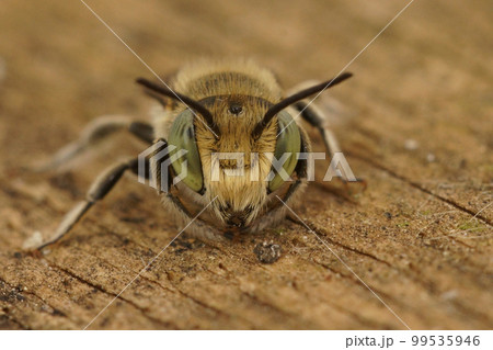 Facial closeup on a green-eyed Mediterranean male leafcutter bee, Megachile species, sitting on wood 99535946