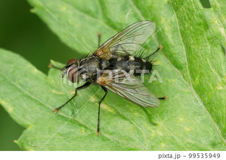 Closeup on a hairy, Tachinid fly, Thelaira nigripes, sitting on a green leaf in the garden 99535949
