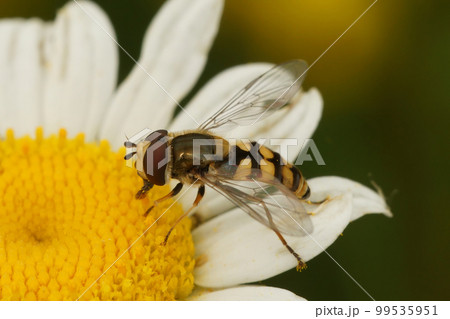 Closeup of a Migrant hoverfly, Eupeodes corollae, on a white pretty daisy flower in the garden 99535951