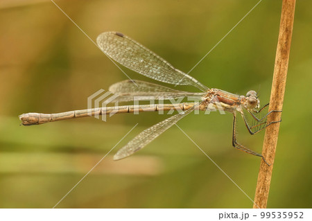 Closeup on a Emerald Damselfly spreadwing, Lestes sponsa hanging on a straw Closeup on a Emerald Damselfly spreadwing, Lestes sponsa hanging on a straw 99535952