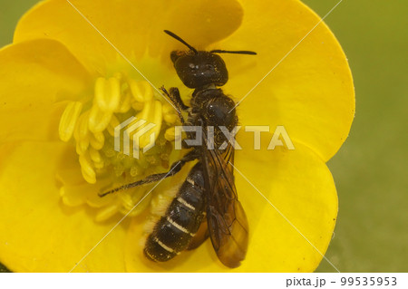Closeup on the large scissor bee, Chelostoma florisomne, in a yellow buttercup flower, Ranunculus acris 99535953