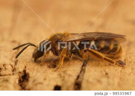 Closeup on a female of the Common furrow bee, Lasioglossum calceatum sitting on wood Closeup on a female of the Common furrow bee, Lasioglossum calceatum sitting on wood 99535967