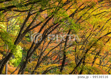 日本 愛知県豊田市足助町の香嵐渓の紅葉 日本 愛知県豊田市足助町の香嵐渓の紅葉 99536516