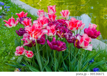 Colorful spring meadow with fringed pink and white tulip, purple tulip flowers Colorful spring meadow with fringed pink and white tulip, purple tulip flowers 99536671