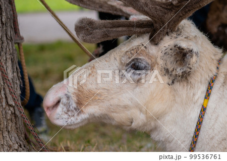 Portrait of sad white siberian deer lying and resting at farm, zoo - close up Portrait of sad white siberian deer lying and resting at farm, zoo - close up 99536761