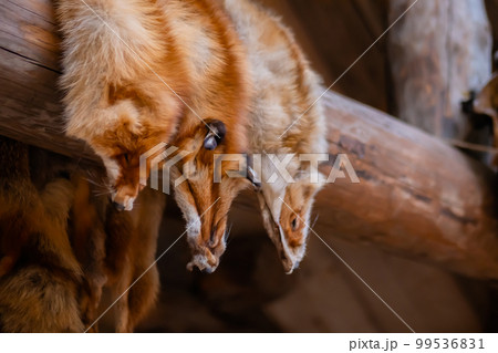 Row of fox fur pelts hanging on wooden log Row of fox fur pelts hanging on wooden log 99536831