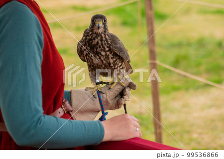 Trained falcon sitting on woman hand at historical festival 99536866